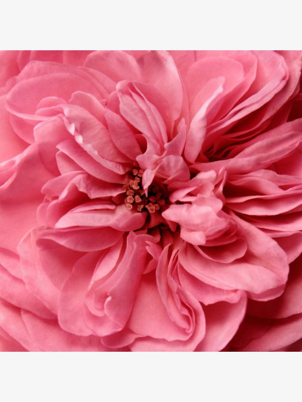 Crème pour le corps à la rose de mai avec rétinol, CHANTECAILLE