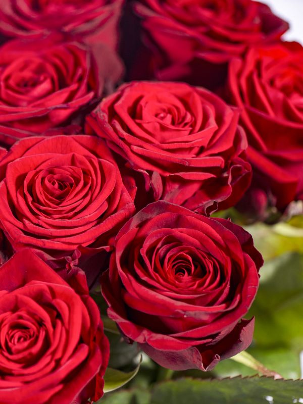 Rote Rosen