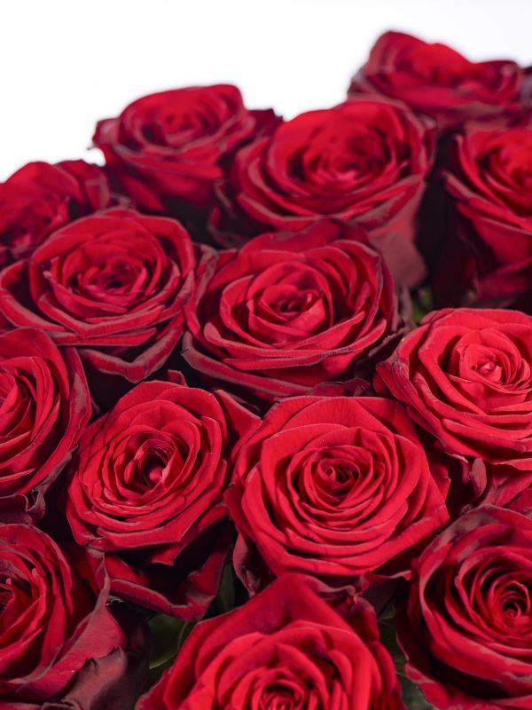 Rote Rosen