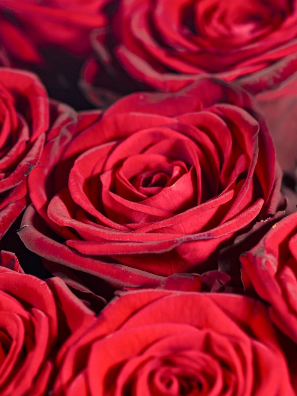 Rote Rosen