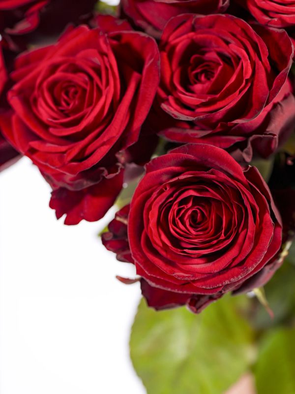 Rote Rosen
