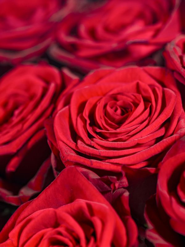 Rote Rosen