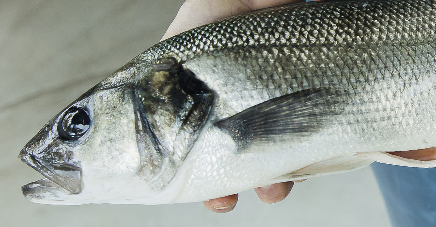 Frischen Fisch erkennen